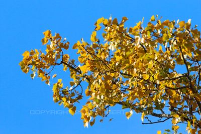 Fall Leaves and Sky 2 23.jpg