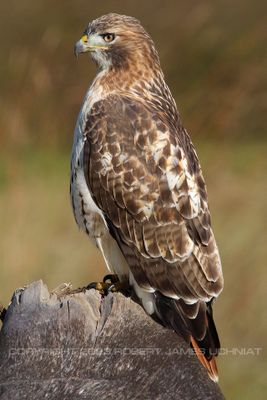 Red Tailed Hawk on stump 2 23.jpg