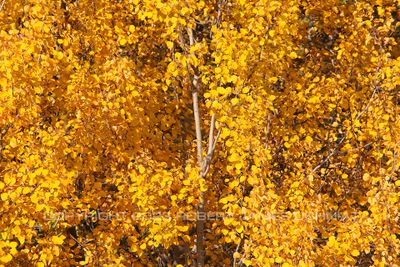 Solid yellow Fall Color 23.jpg