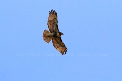Red Tailed Hawk backlit 23.jpg