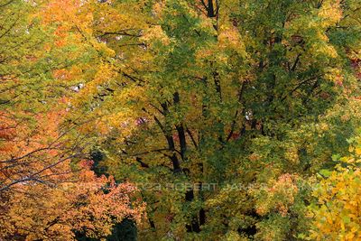 Fall Yellows and Green 23.jpg