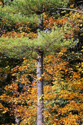 Fall Pine and Orange 23.jpg