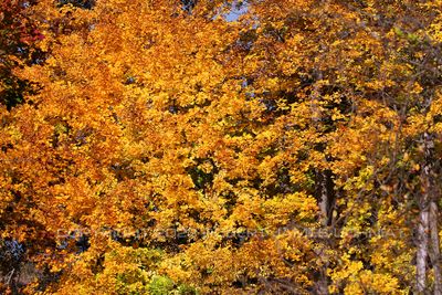 Fall Yellow and Red 23.jpg