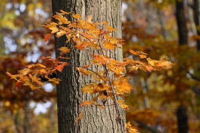 Red Leaves and Tree Trunk 23.jpg