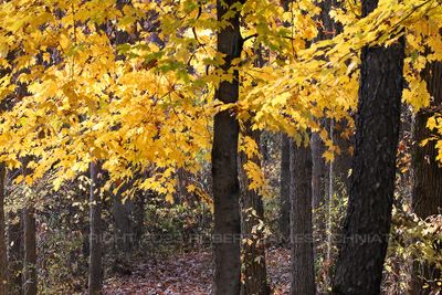 Tree Trunks and Yellow 23.jpg