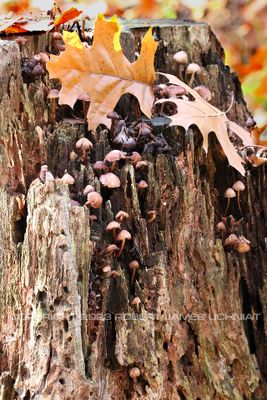 Orange Cup Mushrooms and Tree Trunk 23.jpg