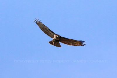 Red Tailed Hawk flight 23.jpg