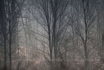 Early Morning Fog 23.jpg