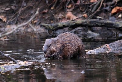 Muskrat 2 23.jpg