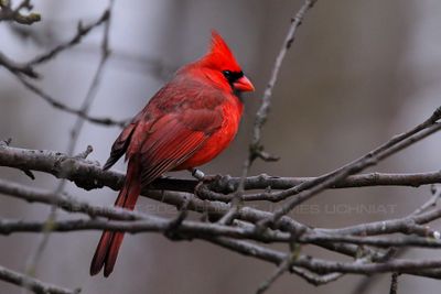 Cardinal Male in Tree 24.jpg
