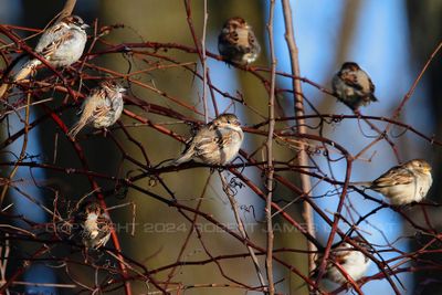 Sparrows in a bush 24.jpg