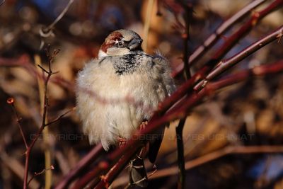 Puffy House Sparrow 24.jpg