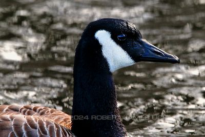 Canadian Goose Portrait 24.jpg