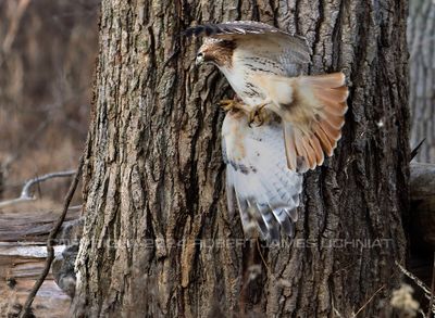 Red Tail Hawk and Squirrel 2 24.jpg