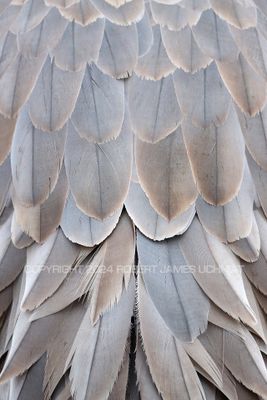 Sandhill Crane feathers 24.jpg