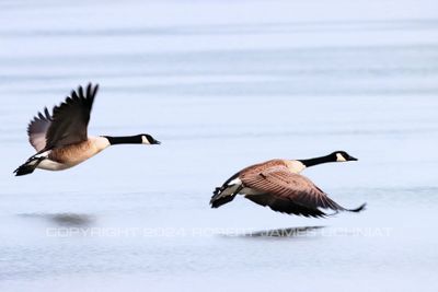 Canadian Geese Low Flight 24.jpg