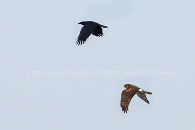 Northern Harrier and Crow 24.jpg