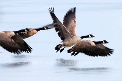 Canadian Geese 4 Low Flight 24.jpg