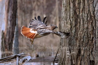 Red Tailed Hawk flying low 24.jpg