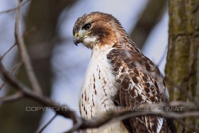 Red Tailed Hawk staring 24.jpg