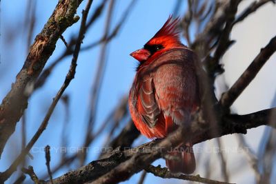 Cardinal on branch 24.jpg
