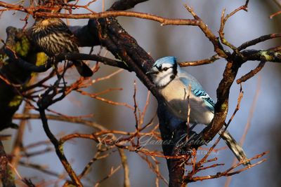 Blue Jay and Song Sparrow 24.jpg