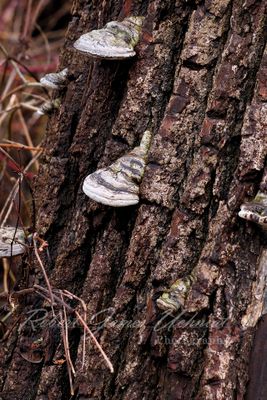 Bracket Fungi and Tree Bark 24.jpg
