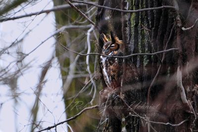 Great Horned Owl male in tree 24.jpg