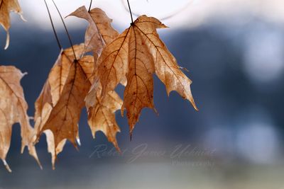 Dead Maple Leaves 24.jpg