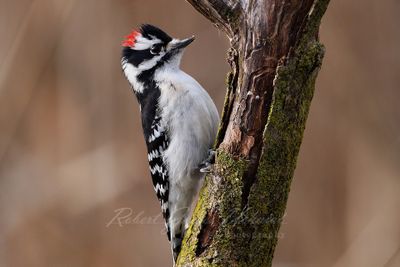 Downy Woodpecker twig 1 24.jpg
