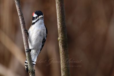Downy Woodpecker twig 2 24.jpg