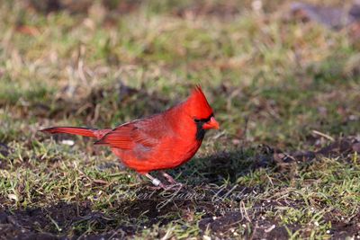 Cardinal Foraging 24.jpg