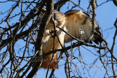 Red Tailed Hawk collecting twigs 24.jpg