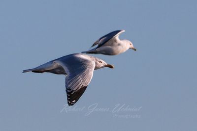 Herring Gull in flight 24.jpg