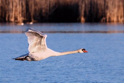 Swan in flight 24.jpg