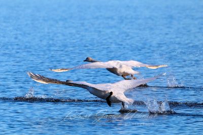 Swans at takeoff 24.jpg