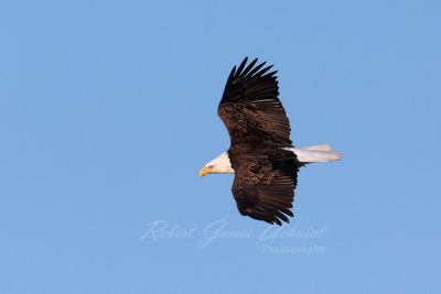 Bald Eagle flight 2 24.jpg