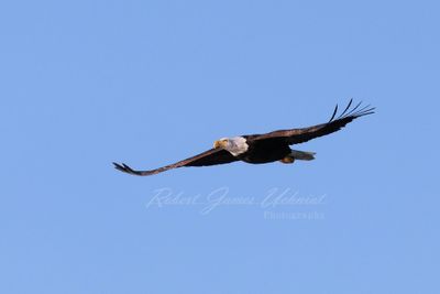 Bald Eagle glide 24.jpg