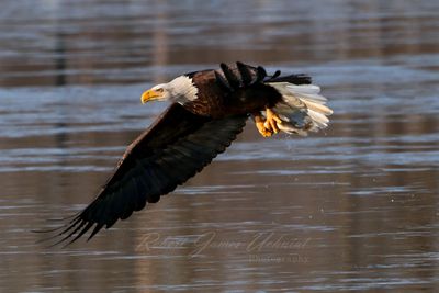 Bald Eagle with fish24.jpg