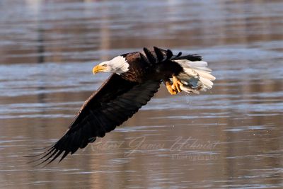 Bald Eagle with fish24.jpg