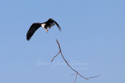 Bald Eagle drops branch 24.jpg