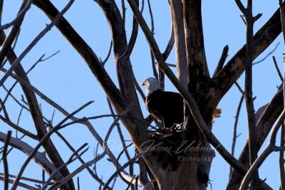 Bald Eagle in nest 24.jpg