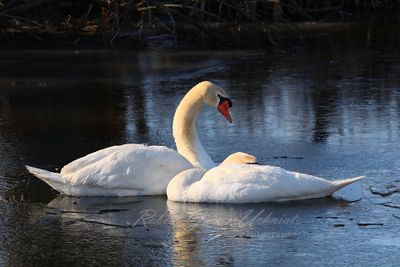 Swans in ice 24 .jpg