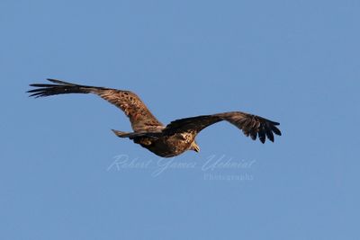 Bald Eagle Juvenile in flight 1 24.jpg