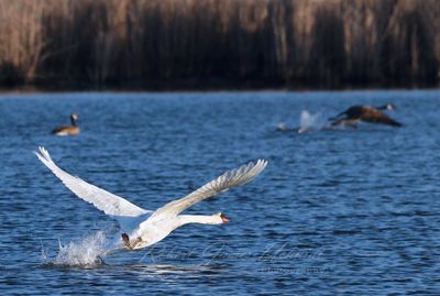 Swan and Goose takeoff 24.jpg