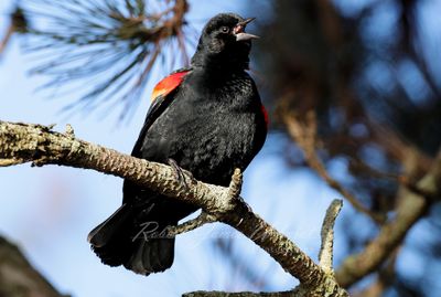 Red Winged Blackbird singingl 24.jpg