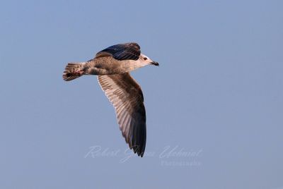 Herring Gull in flight 2 24.jpg
