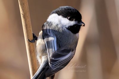 Black Capped Chickdee on reed 24.jpg