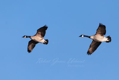 Canadian Geese in flight 24.jpg