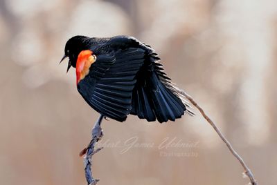 Red Winged Blackbird singing 2 24.jpg